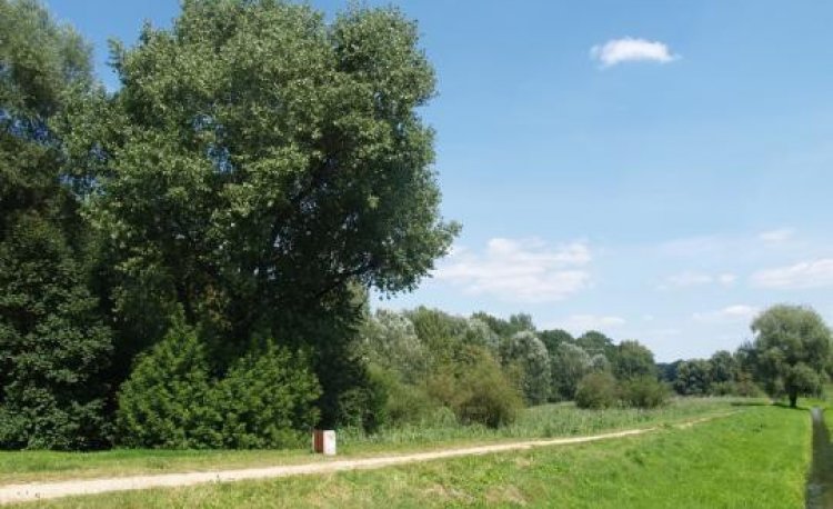 źródło: www. zielona.um.warszawa.pl