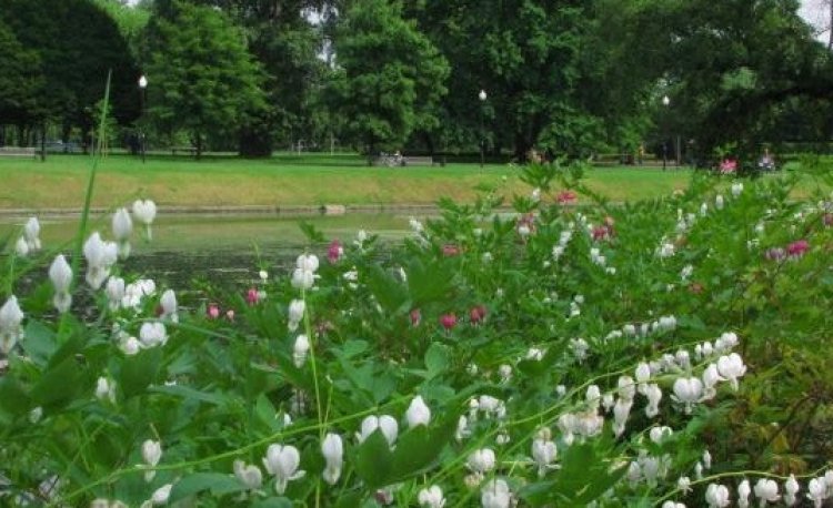 źródło: www.zielona.um.warszawa.pl