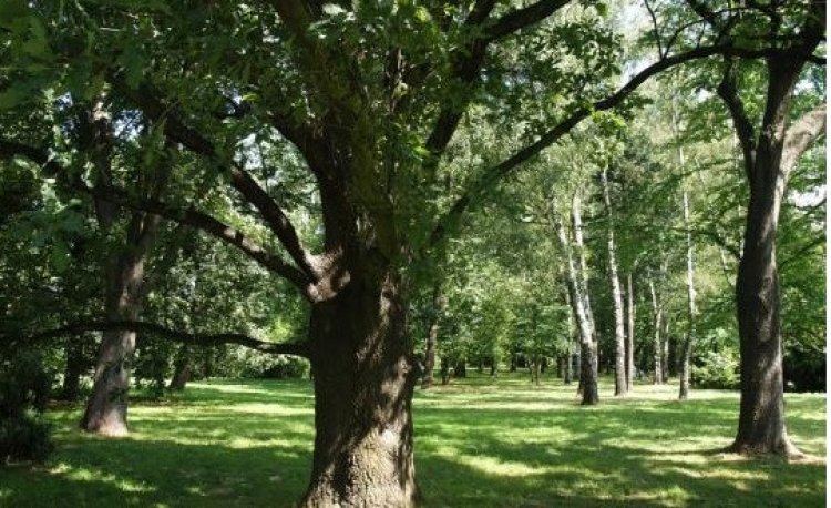 źródło: www.zielona.um.warszawa.pl