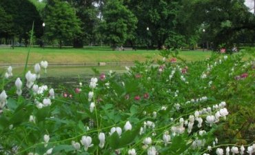 źródło: www.zielona.um.warszawa.pl