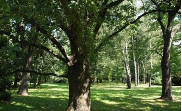 źródło: www.zielona.um.warszawa.pl