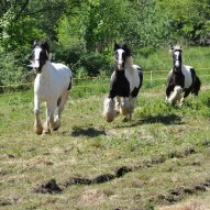 źródło: www.facebook.com/StajniaIhaha/photos/a.327821950597649.73549.240235306022981/382078741838636/?type=3&theater