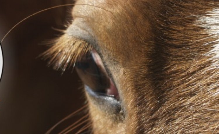 źródło: www.jazda-konna.com/galeria.html