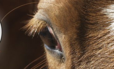 źródło: www.jazda-konna.com/galeria.html