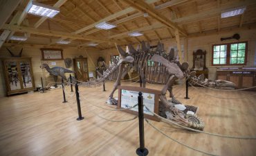 źródło: www.dinopark.malbork.pl/atrakcje-parku/muzeum-skamienialosci