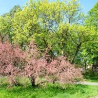 źródło: www.zielona.um.warszawa.pl