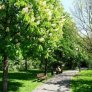 źródło: www.zielona.um.warszawa.pl