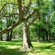 źródło: www.zielona.um.warszawa.pl