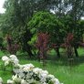 źródło: www.zielona.um.warszawa.pl